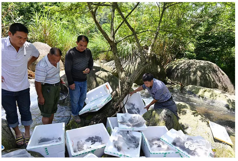 村民自建49平方公里“棘胸蛙自然保护区”
